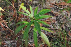 Hibiscus heterophyllus