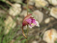 Bletia ensifolia