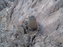 Copiapoa atacamensis
