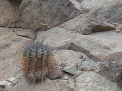 Copiapoa atacamensis