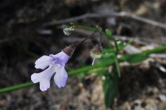 Prostanthera sejuncta
