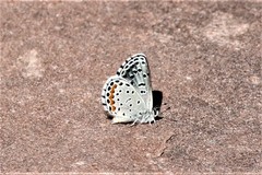 Euphilotes centralis