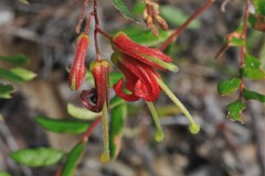 Grevillea banyabba