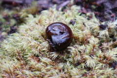 Macrocyclis peruvianus