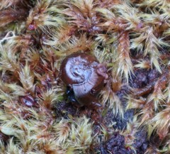 Macrocyclis peruvianus
