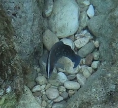 Rypticus saponaceus