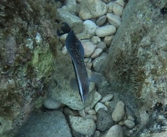 Rypticus saponaceus