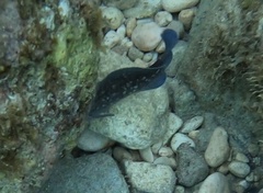 Rypticus saponaceus