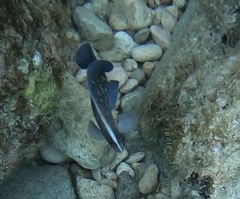 Rypticus saponaceus