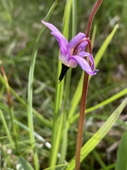Primula frigida