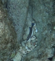 Rypticus saponaceus