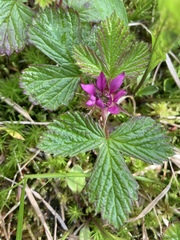 Rubus arcticus