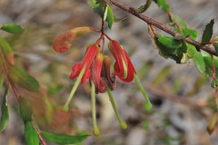 Grevillea banyabba