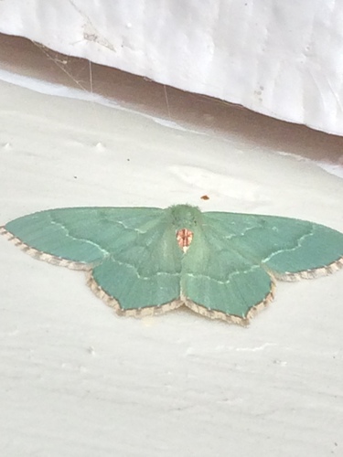 Common Emerald photo 3