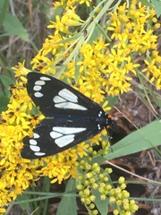 Gnophaela discreta