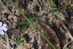 Prostanthera sejuncta