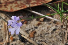Prostanthera sejuncta
