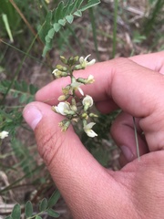 Astragalus rusbyi