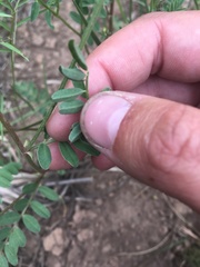 Astragalus rusbyi