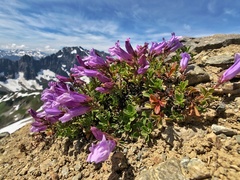 Penstemon davidsonii