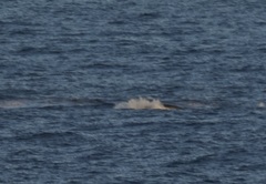 Megaptera novaeangliae