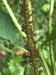 Uroleucon rudbeckiae