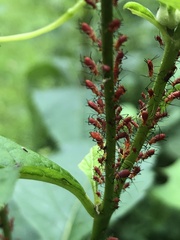 Uroleucon rudbeckiae