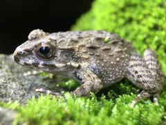 Fejervarya kawamurai