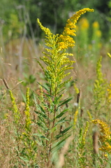 Solidago elongata