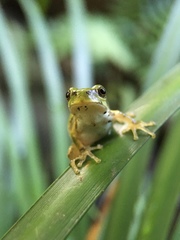 Hyla japonica