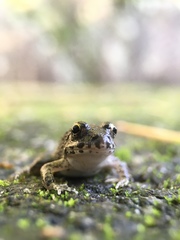 Fejervarya kawamurai