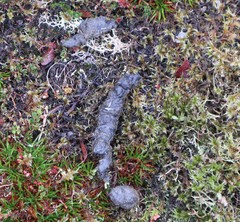Lycalopex fulvipes