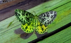 Arichanna melanaria