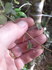 Coprosma spathulata