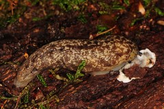 Philomycus flexuolaris