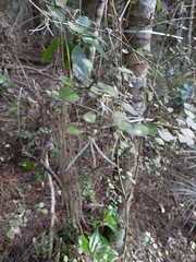 Coprosma spathulata