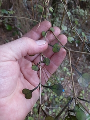 Coprosma spathulata