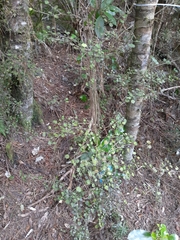 Coprosma spathulata