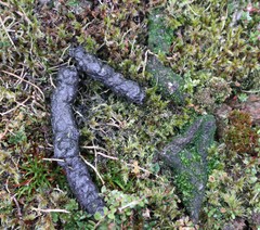 Lycalopex fulvipes