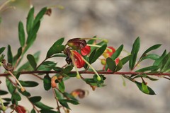 Grevillea banyabba