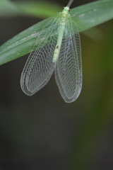 Leucochrysa insularis