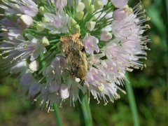 Cryptocala chardinyi