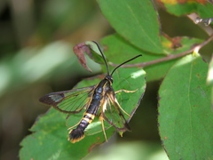 Synanthedon altaica