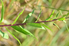 Solidago elongata