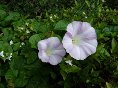 Calystegia sepium roseata x Silvatica disjuncta