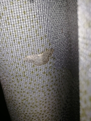 Scopula marginepunctata