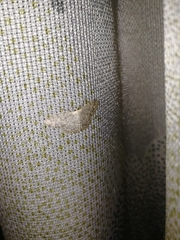 Scopula marginepunctata
