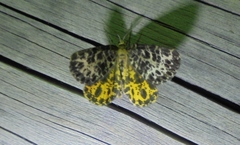 Arichanna melanaria
