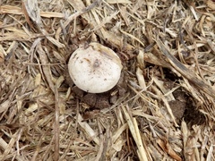 Geastrum floriforme