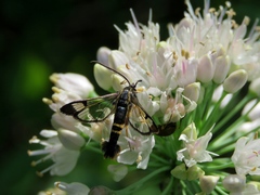 Synanthedon altaica
